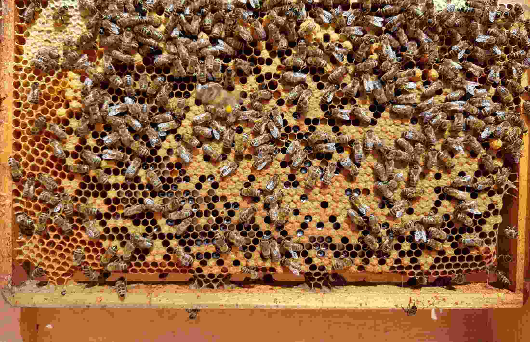 Een hart voor bijen en natuur