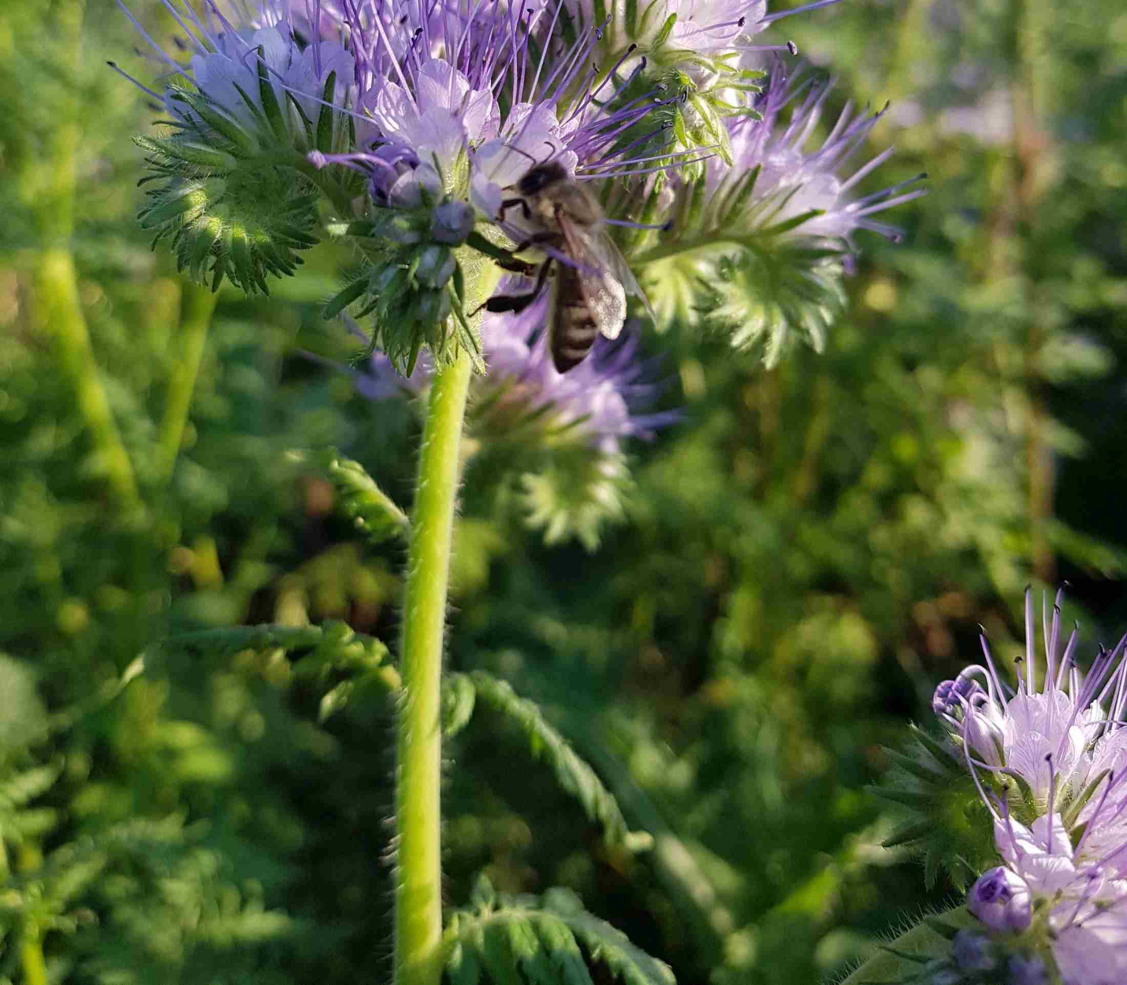 Een krachtig verbond van bijen, honing en imkers